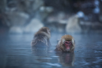 Obraz premium Japanese Snow Monkey in the wild
