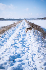 Einsamer Hund im Schnee