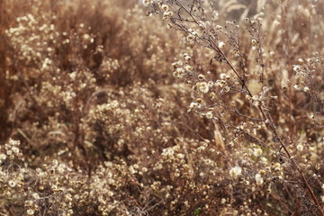 dry grass with dry flowers background