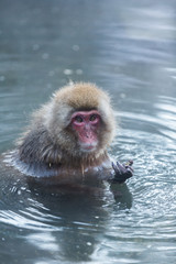 Japanese Snow Monkey in the wild