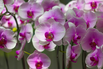 Fototapeta na wymiar Beautiful pink orchid in garden background