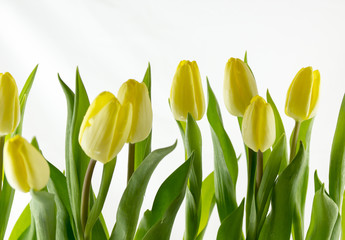 gelbe Tulpen vor weißem Hintergrund