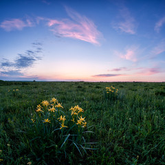 Flowers in a field at dawn