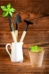 Potted seedlings growing in metal pot and garden tools
