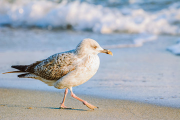 Young Seagull