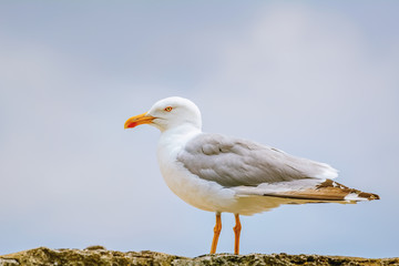 Seagull on the Fence