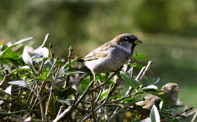 Brown sparrow on green bush