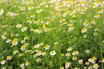 Wild camomile medical flower. Ukraine.