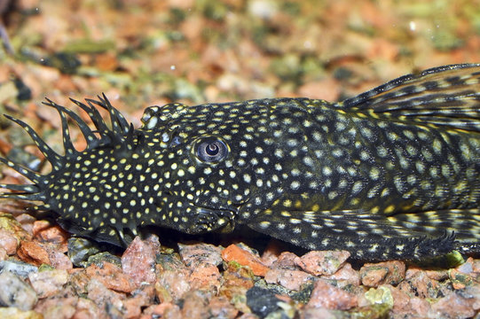 Ancistrus, a genus of freshwater fish in the family Loricariidae, native to South America and Panama. Fish of this genus are commonly known as the bushynose or bristlenose plecos