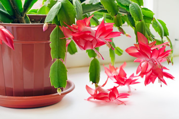 Christmas cactus (Schlumbergera)