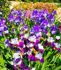 Fototapeta premium Blooming irises in Nikitsky Botanical Garden.Crimea.