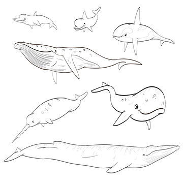 Set of vector line drawing illustration of cartoon whales and dolphins.