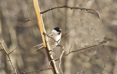 Warbler sits on the blackthorn
