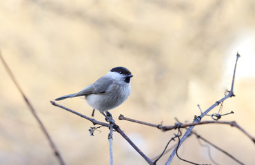 Warbler sits on the vine on brown background