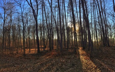 Fototapeta premium Sunset Through Autumn Trees