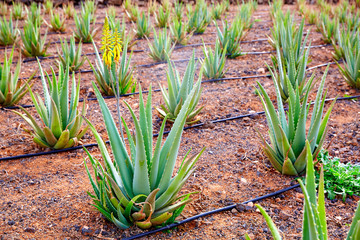 Aloe Vera field at Canary Islands Spain