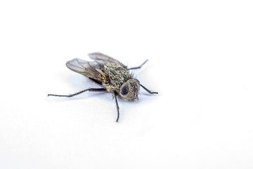 Stubenfliege / Musca domestica