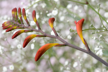 Crocosmia Spike Over White Babies Breath
