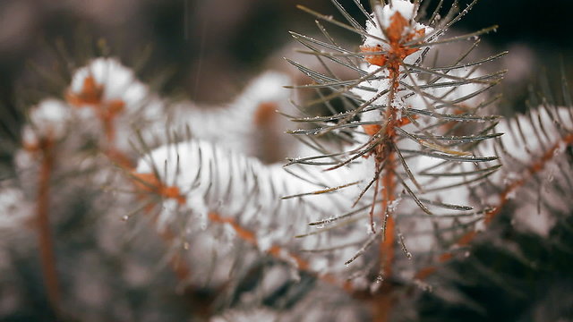 Snow-covered fir tree in winter closeup