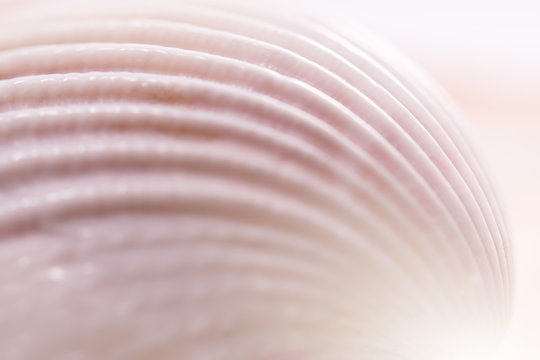 Sea shell close up