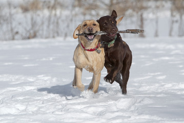 Yellow and Chocolate Labrador Retrievers fetching a stick in the snow.