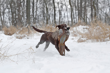 Chocolate Labrador Retriever puppy retrieving a pheasant.