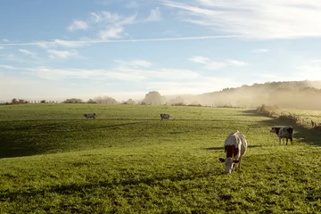 Foto op Canvas Platteland in de vroege ochtend in de Franche Comté met koe © Olivier Tabary