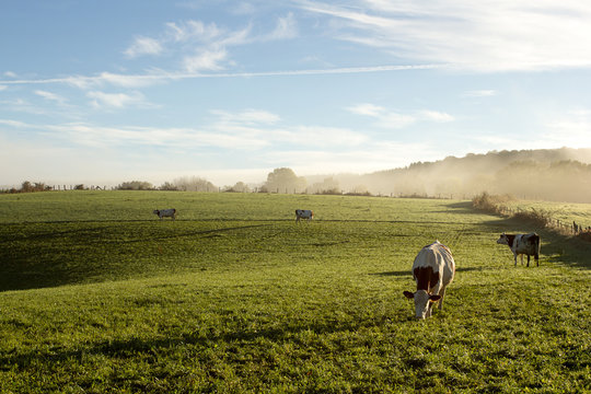 Campagne au petit matin en  Franche Comté avec vache 