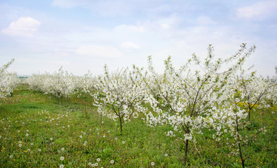 Fototapeta na wymiar Cherry trees with spring blossoming