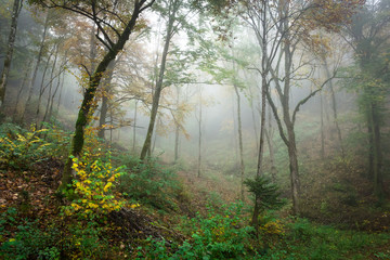Sous bois dans la brume aux couleurs d'automne