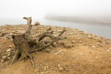 Grosse racine d'arbre sur le bord d'un lac dans le brouillard