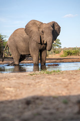Fototapeta na wymiar Elephant at a water hole
