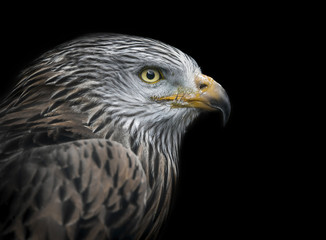 Portrait eines Rotmilans (Milvus milvus)