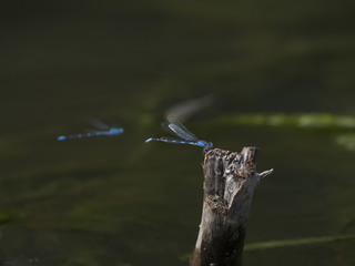 blue dragonfly waiting for mating