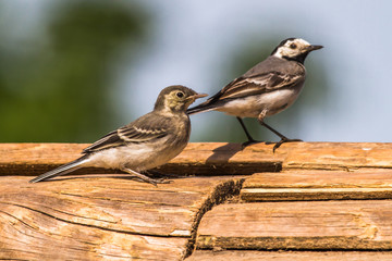 Bachstelze (Motacilla alba)