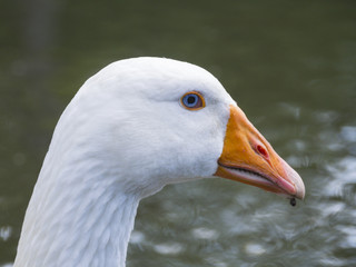 White goose with blue eyes and orange beak