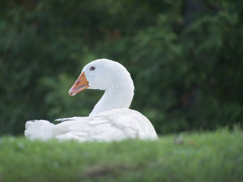 White goose with blue eyes and orange beak