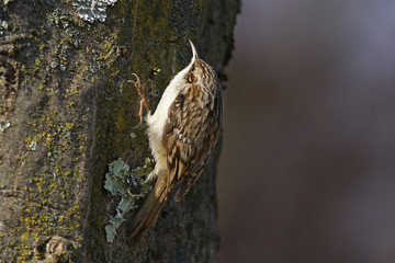 Tree creeper, Certhia Familiaris, climbing on a tree trunk looking for insects to feed on