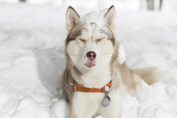 Dog grimacing. indicates the language. Husky.