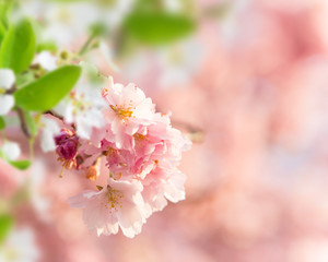 Spring border background with pink blossom