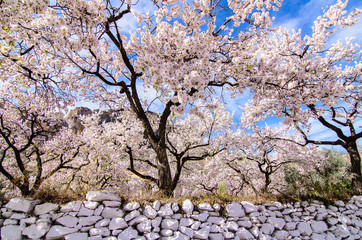 Almendros en flor