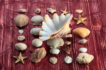 Fototapeta na wymiar Seashells border on wood. Marine background