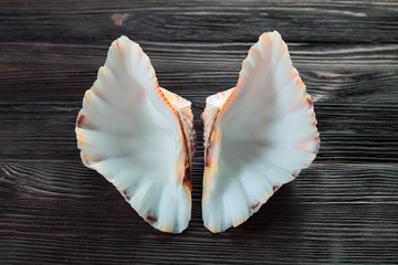 Seashells border on wood. Marine background