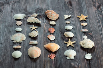 Obraz na płótnie Canvas Seashells border on wood. Marine background