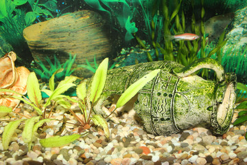 Fototapeta premium beautiful aquarium with fishes