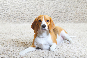 Beagle dog relaxing at home