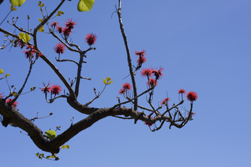 Tree with red flowers 
