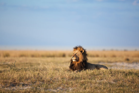 Male Lion