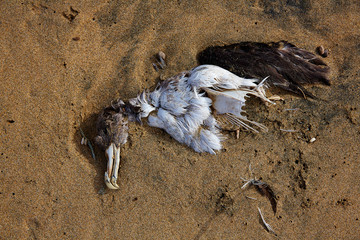Dead sea bird seagull half buried in beach sand