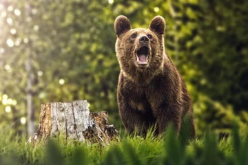 Tuinposter Big brown bear in nature or in forest, wildlife, meeting with bear, animal in nature © martingaal